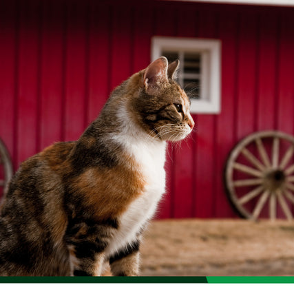 Cat Food & SuppliesA cat with a red barn in the background