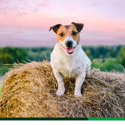 Dog Food & SuppliesDog laying on hay bale at sunset