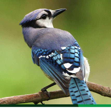 Wild Bird Feed & SuppliesBluejay sitting on a tree branch