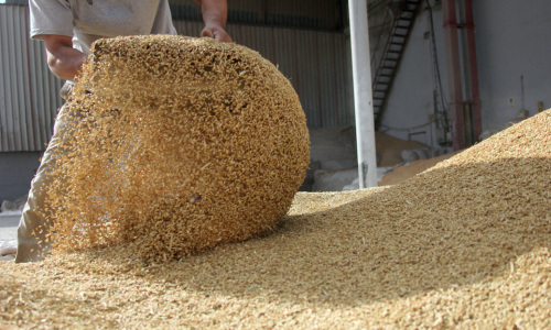 Farmer tossing feed. into a large pile