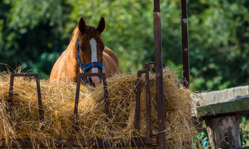 Horse eating hay outdoors