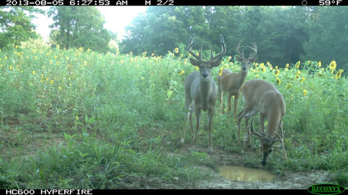 Antler King Red Zone