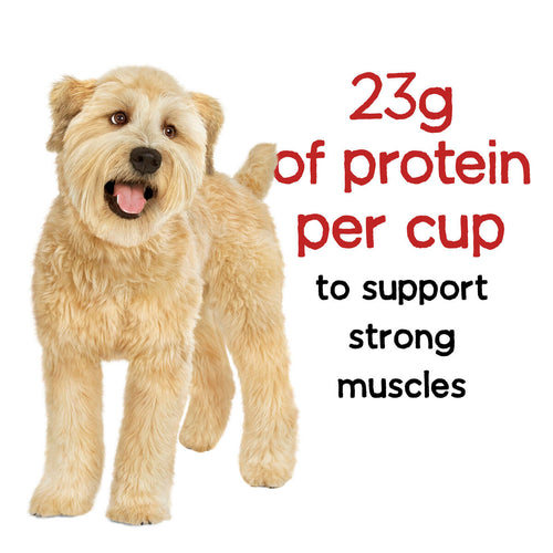Purina Beneful Originals Dry Dog Food with Farm-Raised Beef