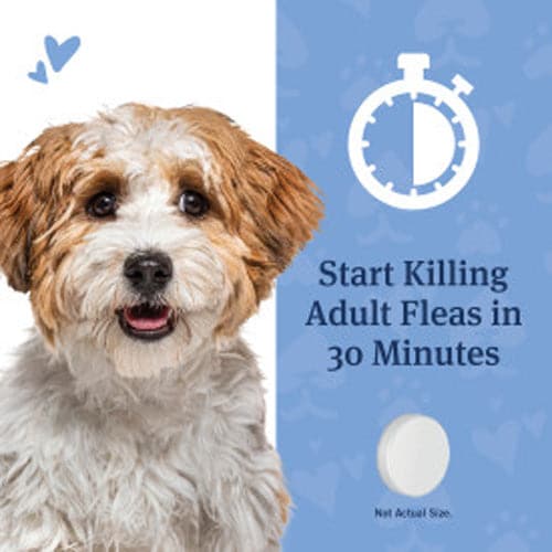 PetArmor® CAPACTION® (nitenpyram) Oral Flea Treatment for Dogs