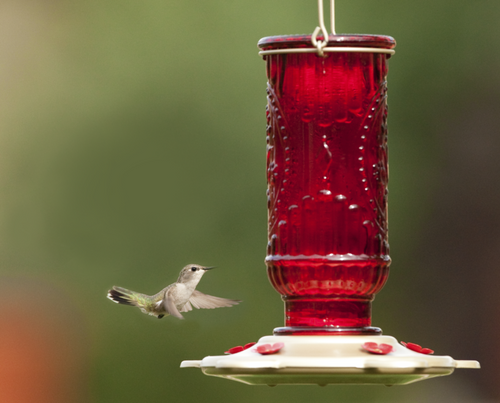 More Birds Red Vintage Hummingbird Feeder